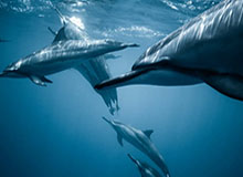 开云体育下载——畅享极致体育体验的首选平台